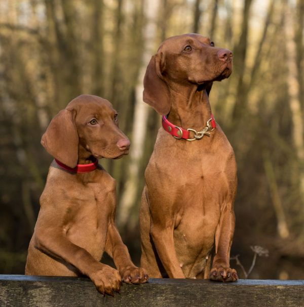 Le guide ultime pour une éducation canine réussie