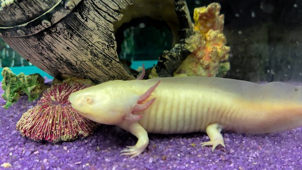 Comment reconnaître les signes de stress chez un axolotl ?