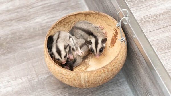 Quelles activités peuvent divertir un sugar glider ?
