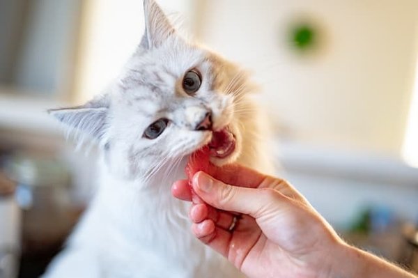 Comment détecter les signes de constipation chez les chats et comment y remédier ?
