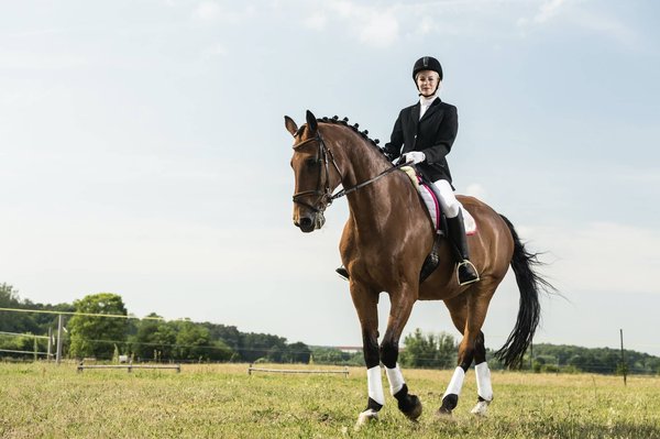 Quelles sont les meilleures techniques pour le dressage d'un iguane domestique ?
