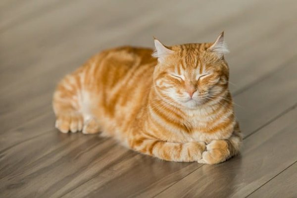 Quelles précautions prendre pour les chats British Shorthair en surpoids ?