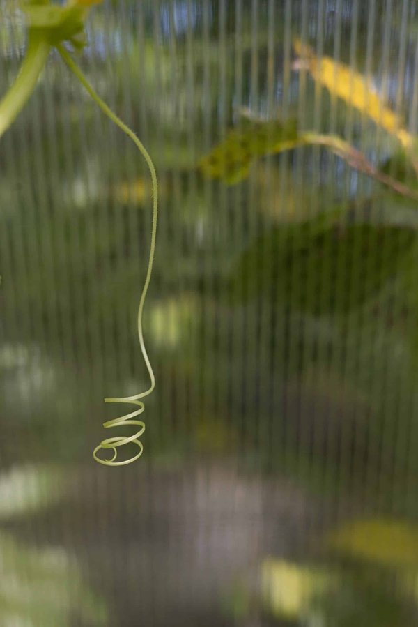 Comment les techniques de renforcement positif peuvent-elles être adaptées pour les chiens sourds ou malentendants ?