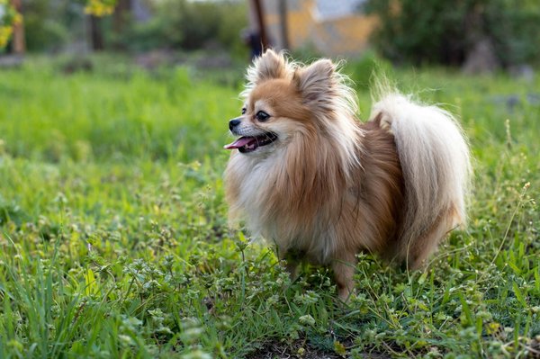 Les secrets pour accueillir chez vous l'une des races de chiens les plus adorables