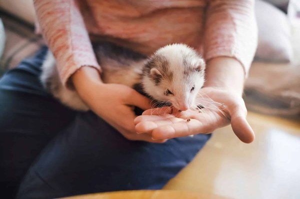 Croquettes pour furet : quelle dose donner à votre animal ?